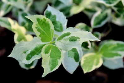 Philadelphus coronarius 'Variegata' - jarní listy